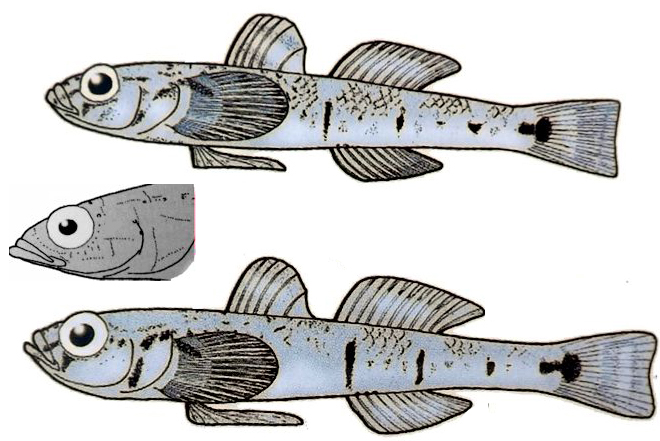 Pomatoschistus quagga_001.jpg